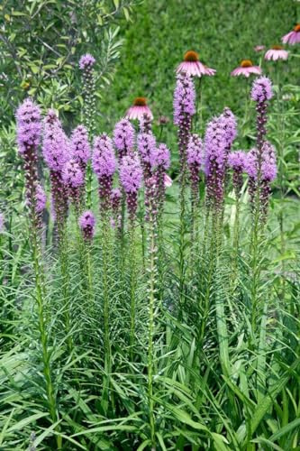 Liatris spicata 'Floristan Violett' 9x9 cm Topf – Winterhart, Mehrjährig, Pflegeleicht – Prachtscharte – Staude für Beet & Rabatte
