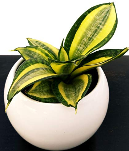 POWERS TO FLOWERS - SANSEVERIA TRIFASCIATA GOLDEN HANNY IN VASO CERAMICA BIANCO SFERICO, pianta vera