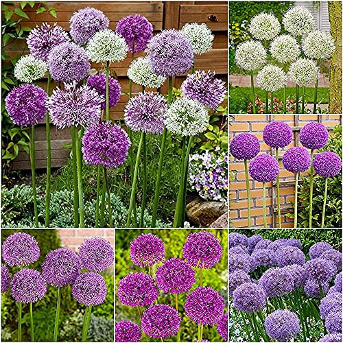 Flower field Story 12 Stück gemischte Allium-Zwiebeln Mehrjährige Blumenzwiebel Blühende bunte Blumen Geeignet für die Dekoration von Familiengarten Steingarten Einfacher Anbau