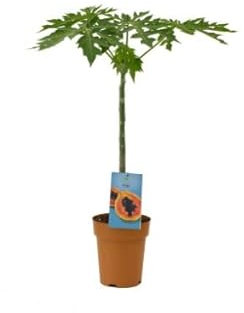 Papayero - Planta Natural - Árbol Frutal - Planta de la Papaya - Plantas Naturales