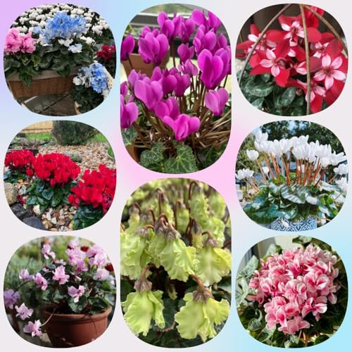 Semi di ciclamino, regali per gli amanti del giardino copertura del terreno rare da esterno resistenti perenni 150pcs