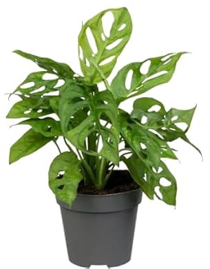 Planta de Adán Natural - Monstera Obliqua - de Interior para Embellecer tu Casa