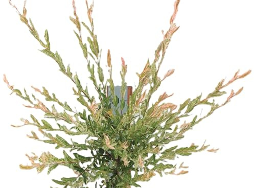 Dekorativer Heckenstrauch Harlekinweide/Zierweide - Salix Nishiki - 40-60 cm winterhart