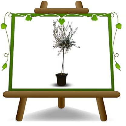 EURO PLANTS VIVAI Olivi Frantoio pianta su vaso da 55 cm Altezza 200~250 cm eta' 13 anni