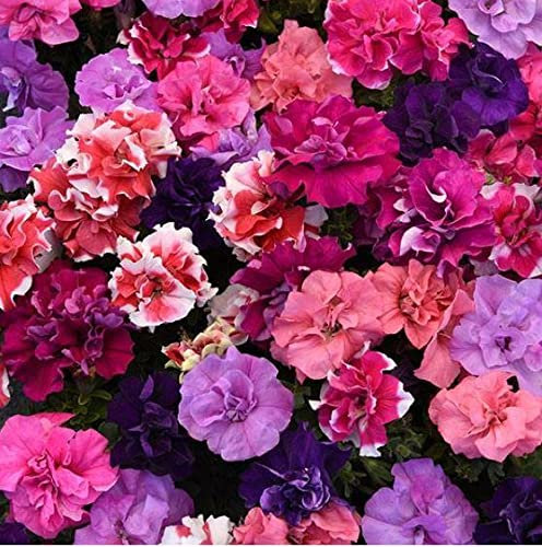 Flower - Petunia - Double Duo Mixed F1-30 PELLETED Seeds