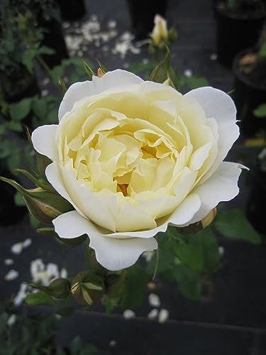 Rosa Imogen ® - Strauchrose Imogen ® David Austin Rose