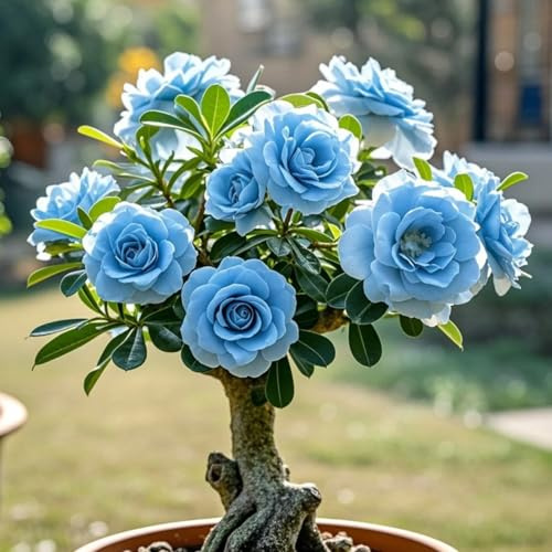 Perennial Desert Rose- Fragrant Flowers- Suitable for Garden Plants- Landscape Design- Indoor and Outdoor Potted Plants.-1 Bulb-I