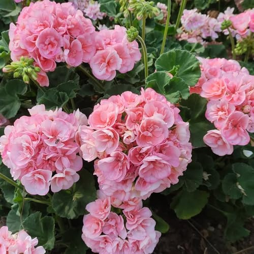 semi di geranio perenni - decorazione soggiorno giardino vecchie varietà resistenti a crescita rapida 50pcs