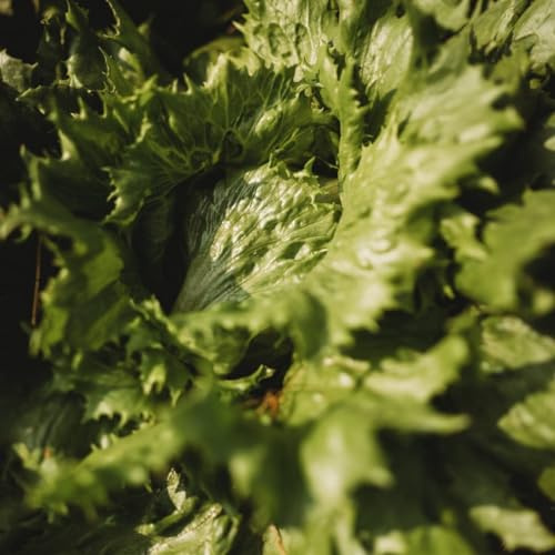 Ice Queen Heading Lettuce - 250 Seeds - Easy Grow Iceberg Lettuce, Heirloom Variety, Non-GMO Heirloom Heading Lettuce Seeds for Planting in The Home Garden, Thresh Seed Company