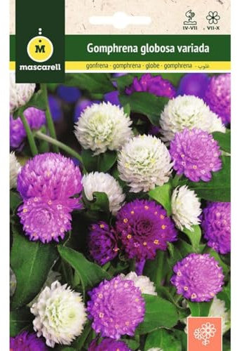 Mascarell Semillas, GOMPHRENA GLOBOSA, Semillas Flores Exterior para Decoración, 0,5 Gramos