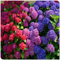 Los bulbos de hortensias de colores mixtos son resistentes al calor y fáciles de cultivar para flores de jardín de interior y exterior-1bulbo-A
