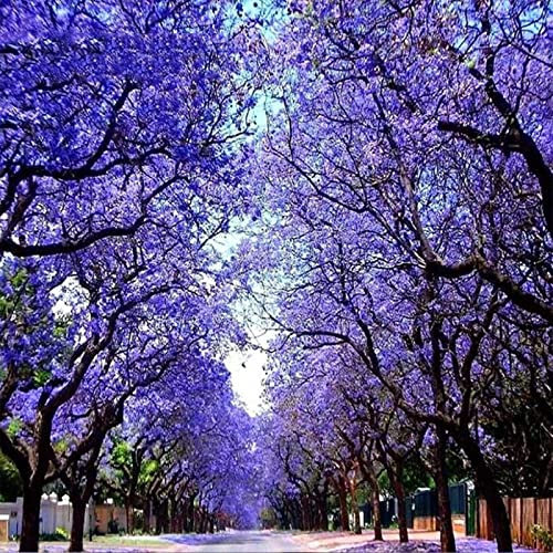 Saterkali Semi di Jacaranda, 100 Pz/borsa Semi di Jacaranda Subtropicale Ornamentale Petali Irregolari Blu Semi di Jacaranda Mimosifolia per Giardino Seme
