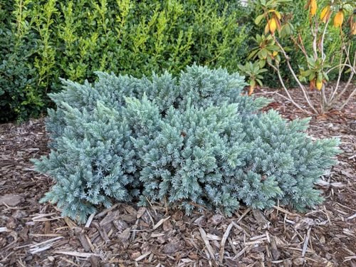 Ginepro squamoso Juniperus squamata Blue Star pianta in vaso ø18 cm Vivaio di Castelletto