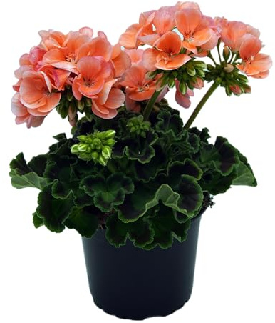 stehende Geranie, (Pelargonium zonale), Sorte: Lenja, Helles Lachsrosa mit leicht weißlichem Rand, kräftige Pflanze je im 12cm Topf, (12 Pflanzen im Set)