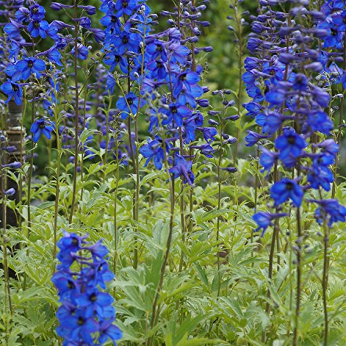 Blumixx Stauden Delphinium Elatum-Hybride 'Grünberg' – Hoher Garten-Rittersporn, blauviolett blühend, winterhart & mehrjährig, für sonnige Standorte, im 1,0L Topf
