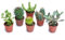 Italy Green Life - Mix di 6 Succulente Senza Spine e Cactus Veri, Diametro Vaso 5,5cm | Mini Piante da Interno ed Esterno | Piante Resistenti per Scrivania, Casa e Ufficio | Regali Ecosostenibili