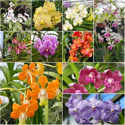 Semillas de orquídea Vanda - de balcón resistentes resistentes al invierno para balcones camas elevadas para jardín semillas orquídeas silvestres 10pcs