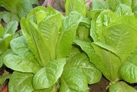 LATTUGA VERDE DEGLI ORTOLANI NR.1000 SEMI