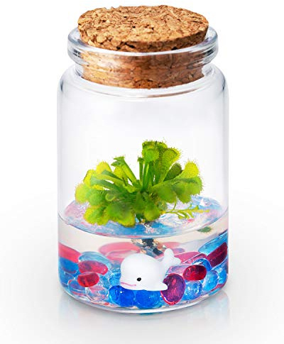 Bloomify Sundew Terrarium - 100% Self Sustaining Drosera spatulata in Maintenance Free Glass Jar with Unique Terra Gel, Fast and Healthy Plant Growth for Kids and Adults