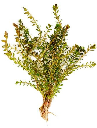 Floratica 12 X Rotala Rotundifolia Live Aquarium Plants Tropical Fish Tank Shrimp Safe Snail Free