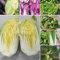 500 piezas Semillas de Pak Choi Orgánicas semillas de hortalizas organicas Semillas resistentes de col china Semillas ecológicas de hortalizas de balcón. semillas de hortalizas, semillas