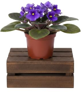 Saintpaulia Ionantha y Violeta Africana DECOALIVE Planta en Maceta de 12 cm Altura 20 cm Planta de Floración