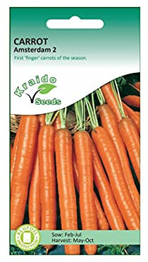 Carrot Seeds Amsterdam 2 Daucus Carota 1500 Seeds Grow Your Own Vegetable Perfect for Outdoor Growing in Raised Beds or in Large Pots and Containers