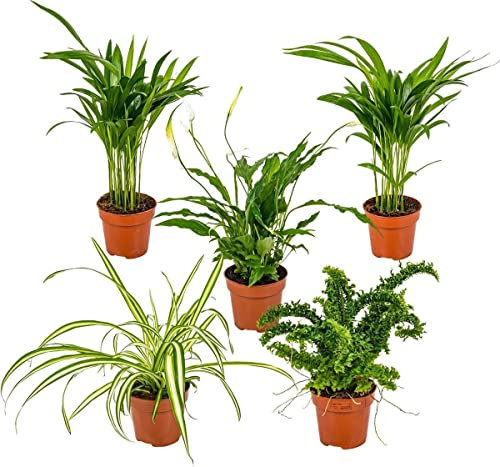 Tropical Pack DECOALIVE Set de 5 Plantas | Palmera Areca - Spathiphyllum - Palmera Chamaedorea - Chlorophytum - Helecho | Plantas Naturales de Interior