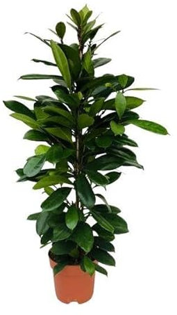 Ficus Cyathistipula – Ø 21 cm – 105 cm