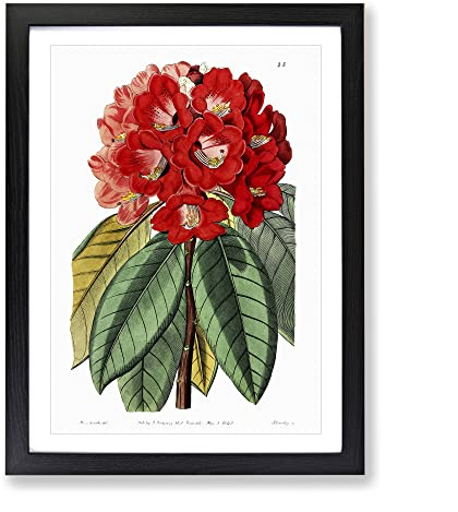Red Rhododendron Flowers Vintage Framed Print | A2 Black Framed Wall Art | Ready to Hang | Classic Floral Picture | Living Room Bedroom Lounge Office