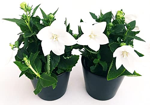 POWERS TO FLOWERS - CAMPANULA PLATYCODON BIANCHE 2 PIANTE, piante vere