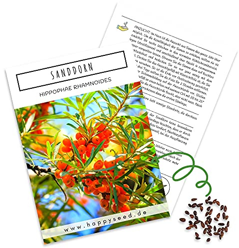 Sanddorn Samen (Hippophae rhamnoides) - Nährstoffreiche Sanddornbeeren ideal für die Anzucht im Garten, Balkon oder Terrasse