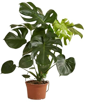Monstera Deliciosa Viva Conocida como Planta Costilla de Adán | Ideal para Espacios Luminosos