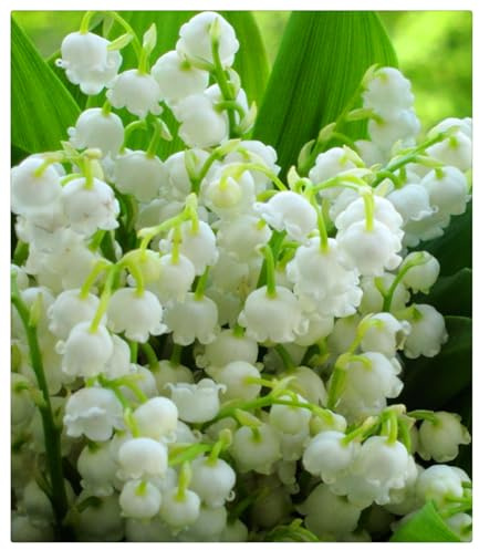 Bulbos de Lirio de los Valles - Ideal para Sombra Fresca - Campánulas Nacaradas y Fragantes - Follaje Lustroso y Elegante-10 Bulbos-G