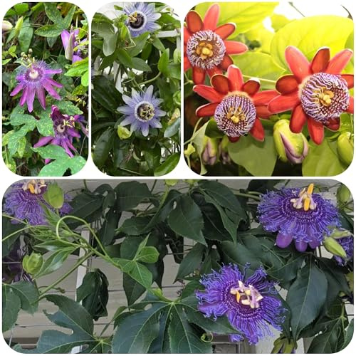 semi di passiflora - giardino resistenti balcone in vaso perenni 600pcs