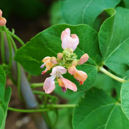 PREMIER SEEDS DIRECT - Runner Bean - Sunset - 45 Grams