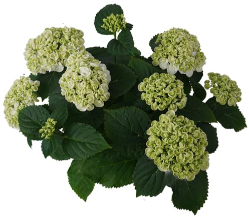 Planta de Hortensia Blanca Planta de Crecimiento Rápido y Fácil Mantenimiento