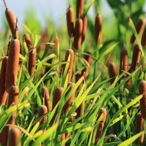 zwergrohrkolben - rohrkolbensamen - stauden winterhart mehrjährig rohrkolben luftreinigende zimmerpflanzen balkon herbstpflanzen grünpflanzen 60pcs