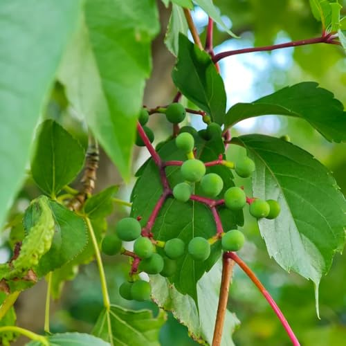 wilder wein, jungfernrebe - herbstpflanzen winterhart blühend Parthenocissus tricuspidata seltene balkonpflanzen büropflanzen immergrüne balkon für sonnige plätze hängepflanzenzaun 225samen