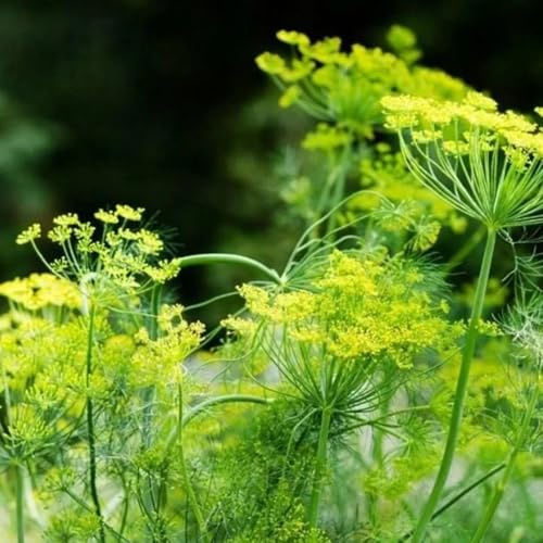 semillas de eneldo perenne en resistentes de eneldo orgánico de jardín cocina de jardín de raras, orgánicas, 200pcs