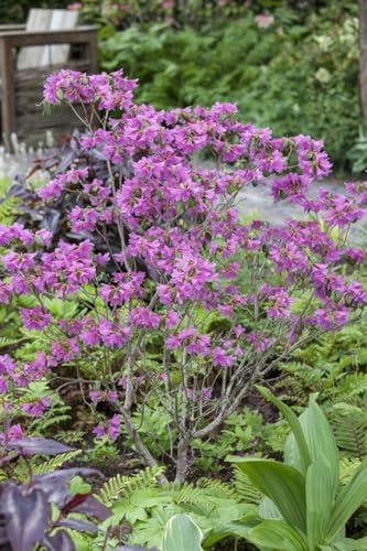 Winter-Rhododendron Rhododendron dauricum 20-30 cm Zierstrauch winterhart | Frühblühend, robust, ideal für Beet und Balkon, dekorative Blüten, langlebig, unkomplizierte Pflege, standortflexibel