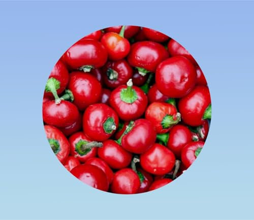 35 graines de piment red cherry small -ciliegia piccante - piment rouge - cherry bomb - Early Jalapeno, 5.000 Scoville