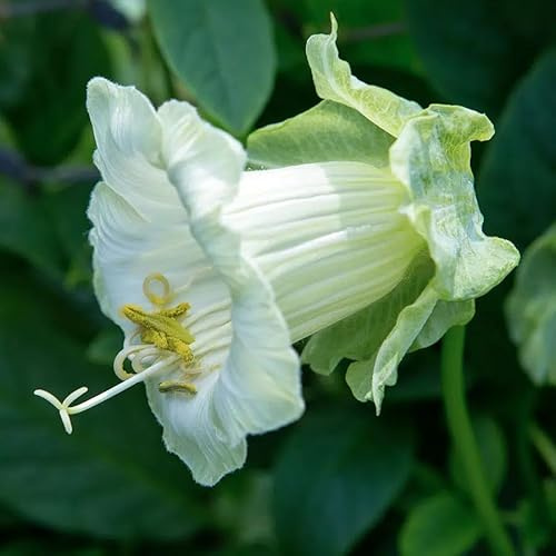 Cobaea scandens Alba – Glockenrebe Samen – Weiße Glockenblüten – Schnellwachsende Kletterpflanze – Ideal für Rankgitter, Pergola & Schnittblumen