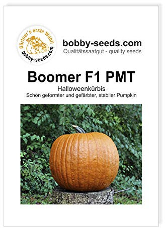 Boomer F1 PMT Kürbissamen von Bobby-Seeds Portion