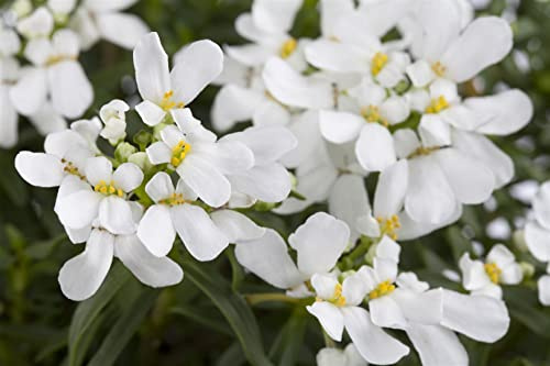 Iberis sempervirens 'Snowflake' 9x9 cm Topf – Winterhart, Immergrün, Pflegeleicht – Schleifenblume – Bodendecker für Beet & Steingarten
