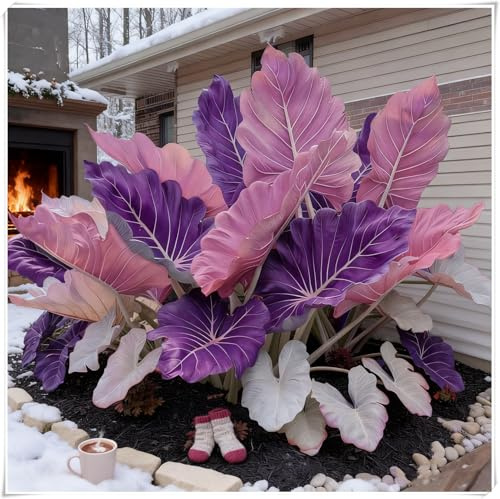 Resistenti al freddo e alla siccità,Bulbi di Hosta -adatte per la decorazione di giardini e balconi,miste,Radici selezionate di hosta,-4 Bulbi-E
