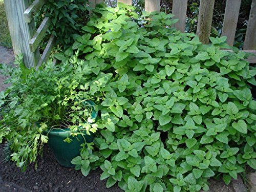 Mint Strawberry Edible Aromatic herb Plant Bees Butterflies Ground Cover 9cm Pot