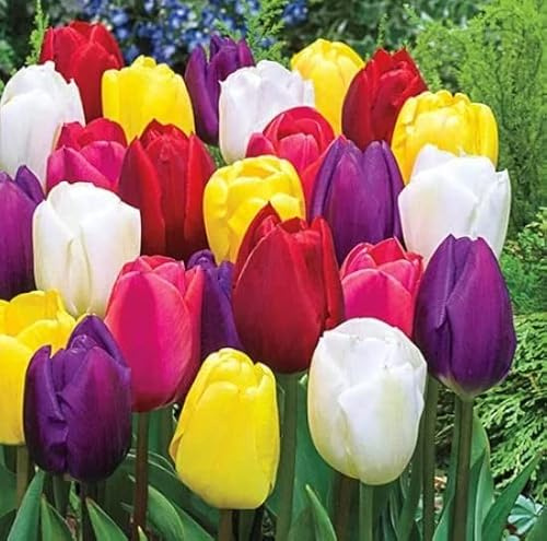 Pre-Chilled Flower Bulbs for Forcing Indoors - Easy to Grow - Grow in Water or Dirt Indoors or Plant Outdoors - Prechilled Indoor Bulbs (10 Mixed Color Tulips)