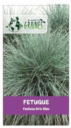 400 graines herbe de fétuque gris bleuté - Aménagement paysager - Viable à Haut Rendement - plante vivace