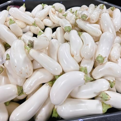 semillas de berenjena orgánicas - jardín perennes resistentes interior exóticas 55pcs